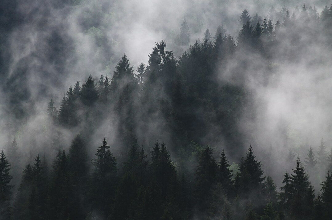 Misty forest landscape with dense trees