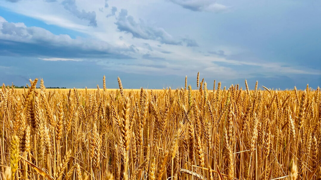 Golden wheat field under a wide open sky